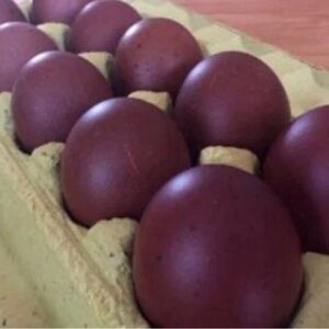 10++ Black Copper Maran freshly picked hatching eggs for your incubator